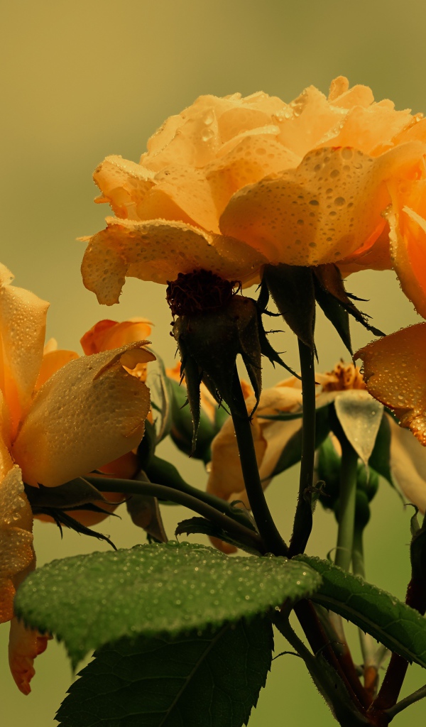 Три желтые розы в каплях дождя с зелеными листьями 