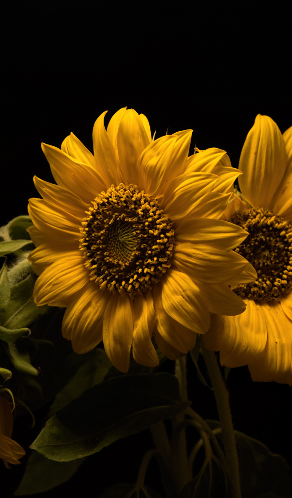 Три желтых цветка подсолнуха на черном фоне