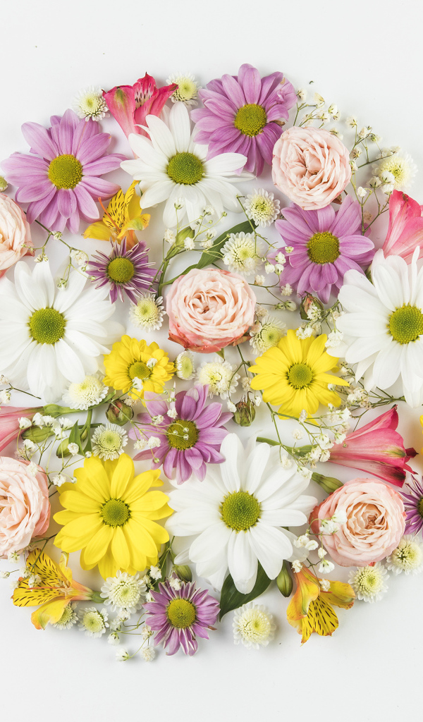 Сорванные цветы на белом фоне