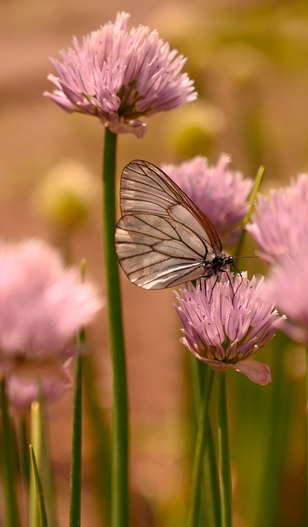 Прозрачная бабочка сидит на розовом цветке 