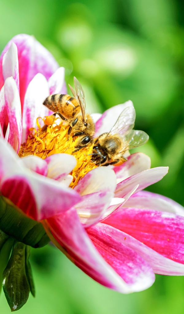 Две пчелы сидят на розовом цветке георгина