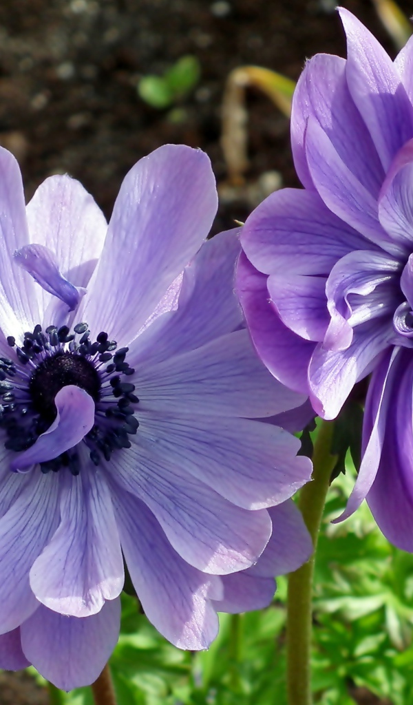 Два синих цветка анемоны в лучах солнца на клумбе