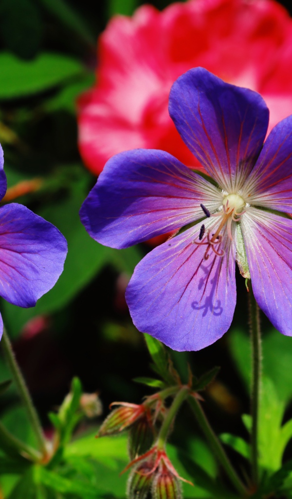 Два синих цветка журавельника в лучах солнца