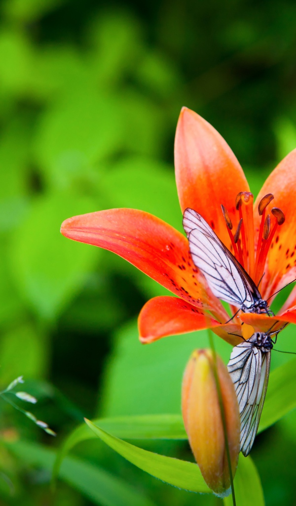 Две бабочки сидят на оранжевом цветке лилии