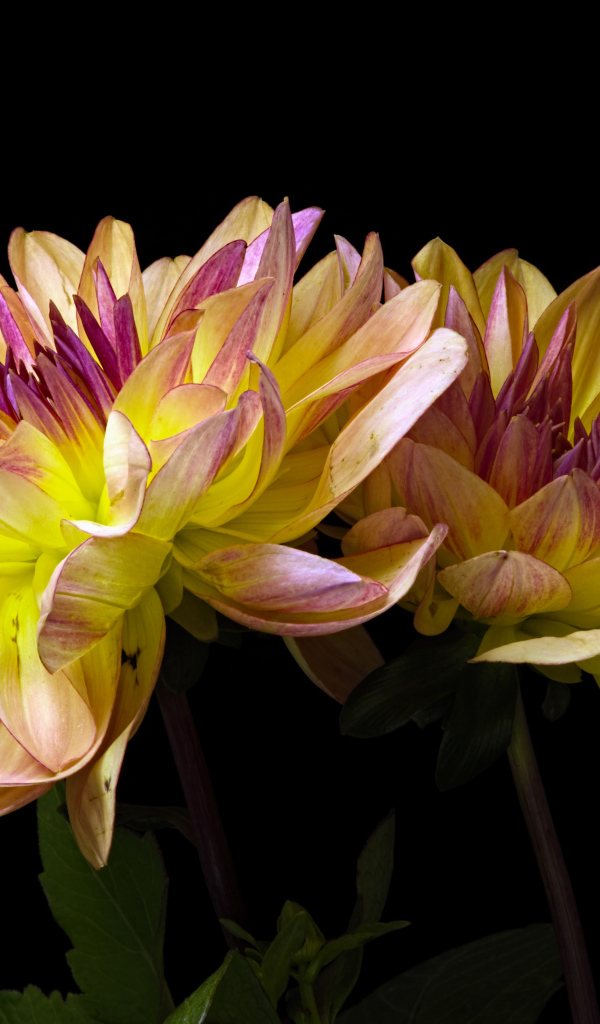 Два цветка георгины на черном фоне крупным планом