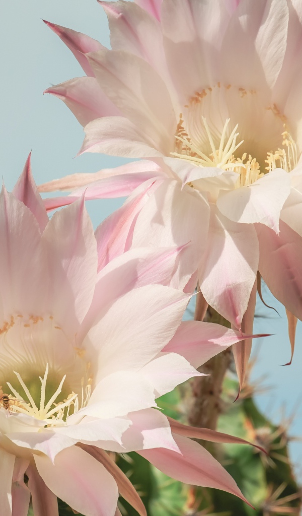 Два нежных розовых цветка кактуса на голубом фоне