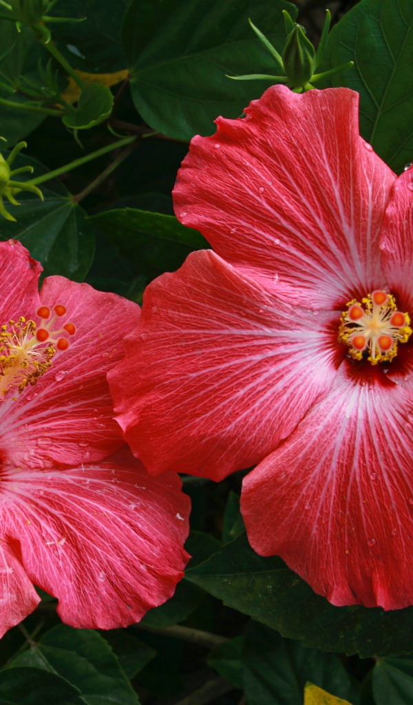 Два больших красных цветка гибискуса в зеленых листьях 