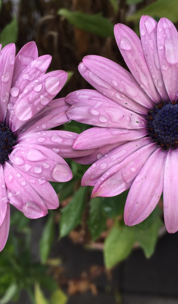 Два сиреневых цветка остеоспермум в каплях дождя