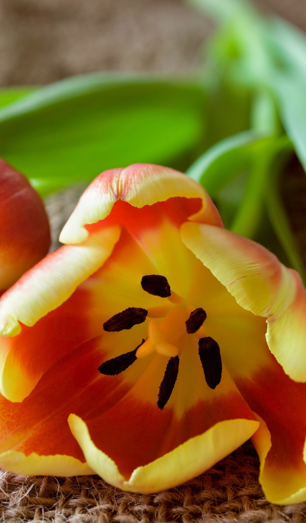 Два оранжевых тюльпана с зелеными лепестками на столе 