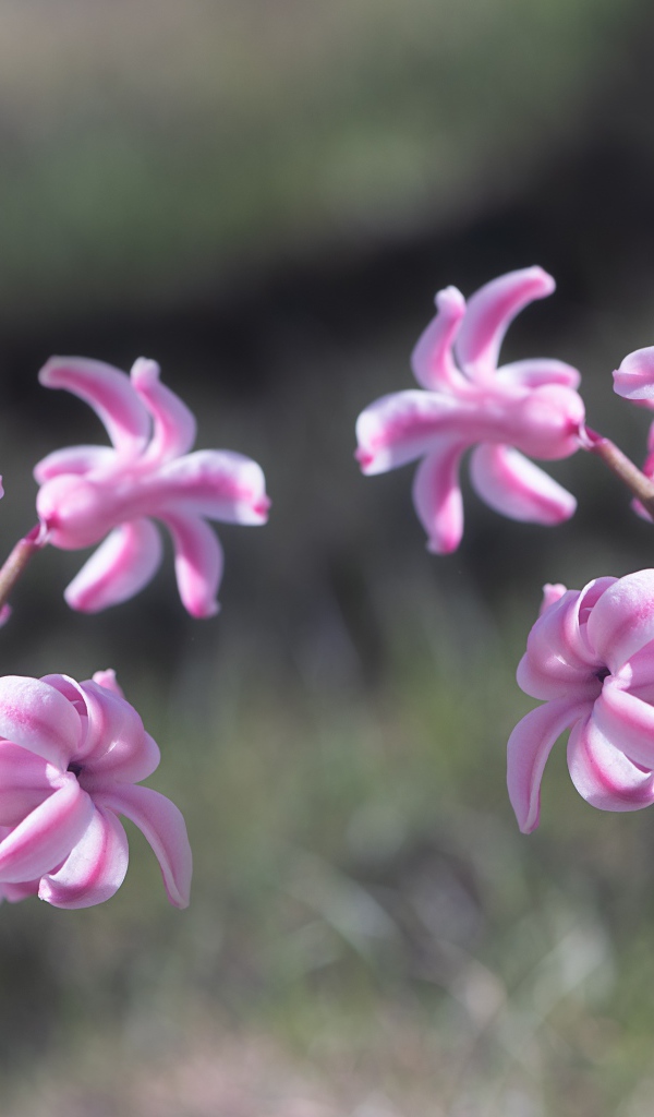 Два розовых цветка гиацинта в лучах солнца 