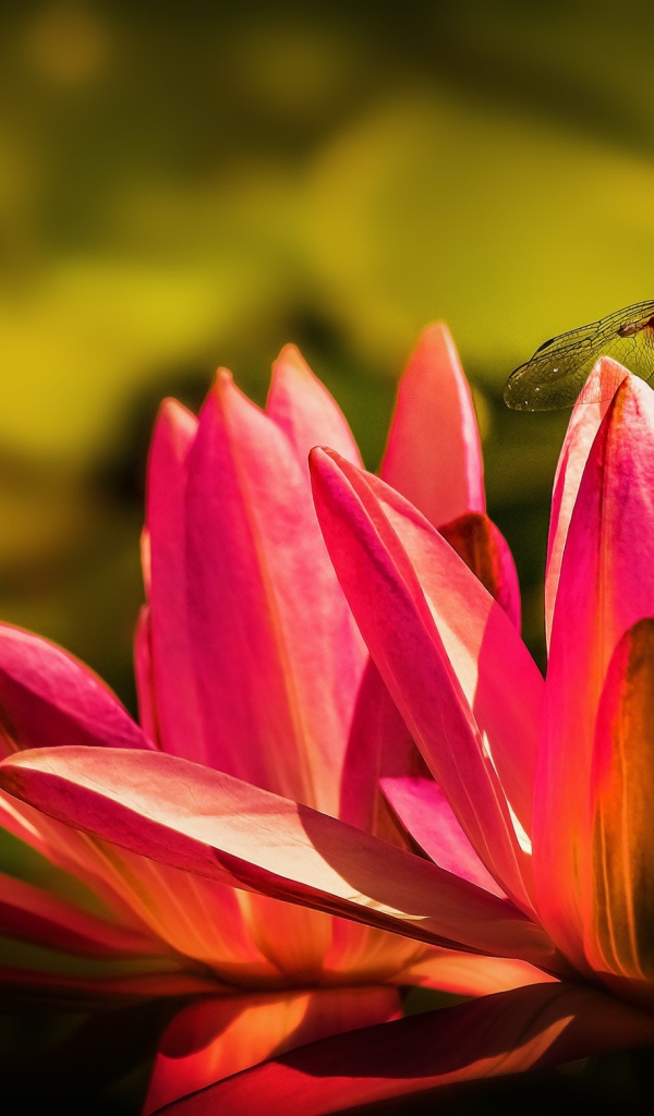 Два цветка розового лотоса со стрекозой 