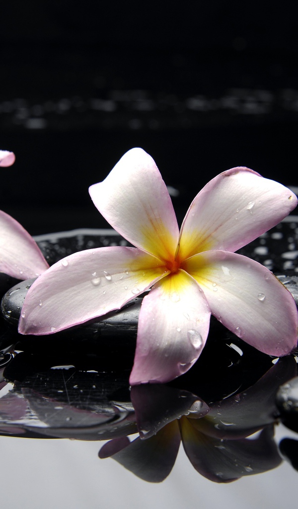 Два розовых цветка плюмерии на мокрых черных камнях 