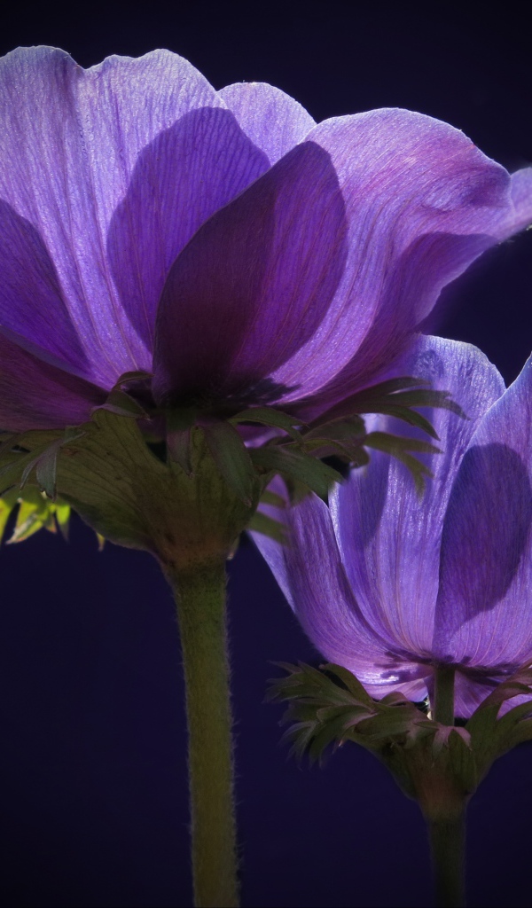 Два фиолетовых цветка анемоны в лучах солнца 