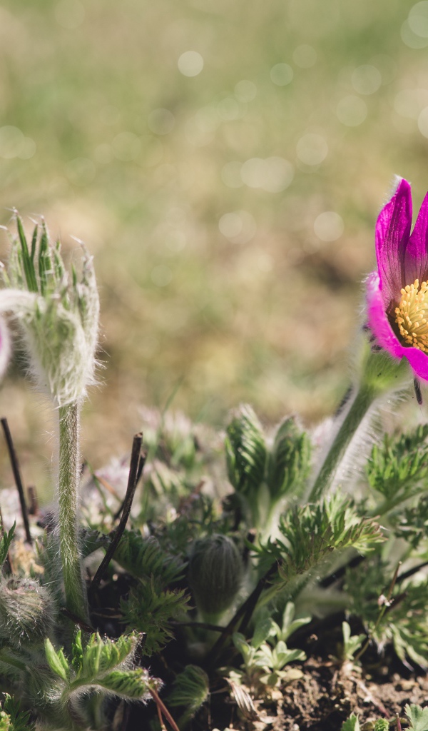 Два фиолетовых цветка прострела в лучах солнца на поле 