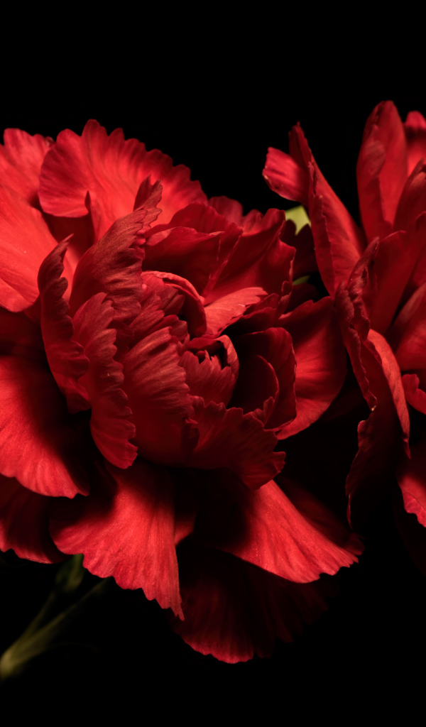 Две красные гвоздики на черном фоне
