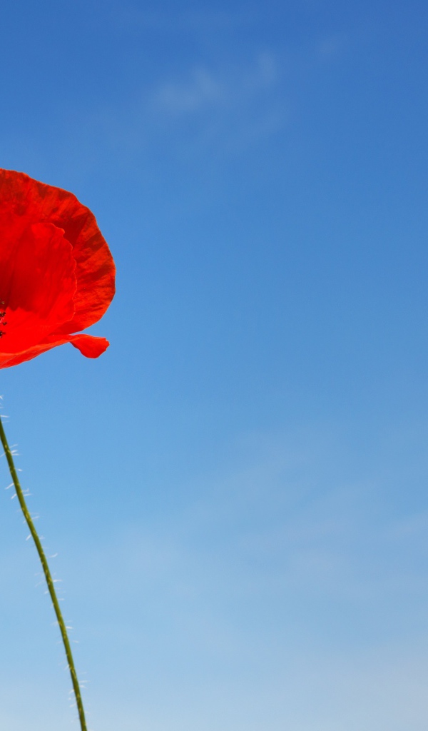 Два красных цветка мака на фоне голубого неба
