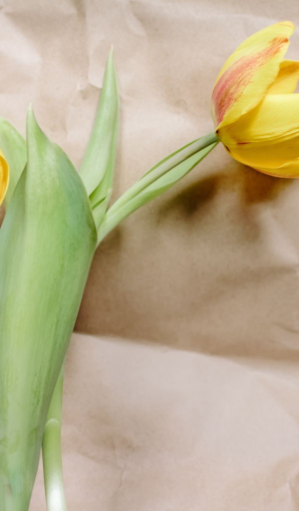 Два тюльпана лежат на бумаге 