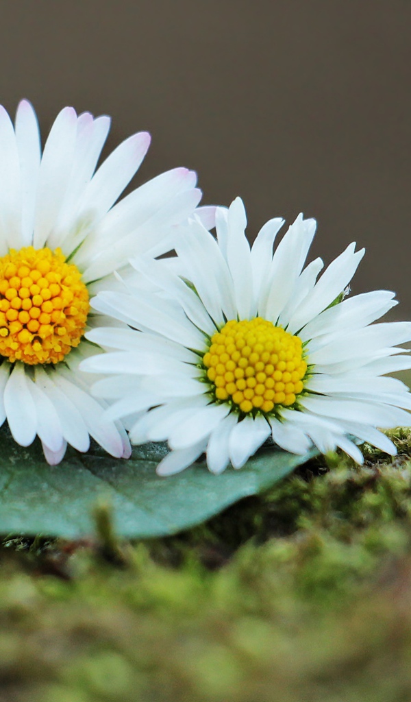 Две белые ромашки с зеленым листом 