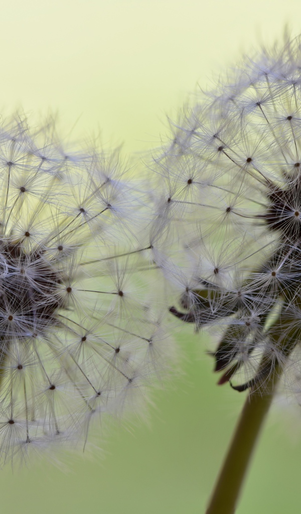 Два белых цветка одуванчика крупным планом