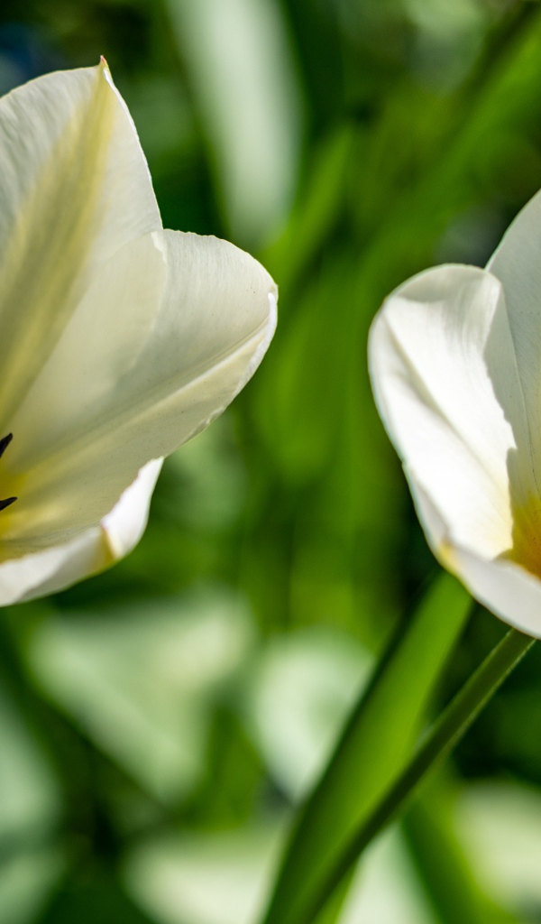 Два белых тюльпана крупным планом на клумбе 