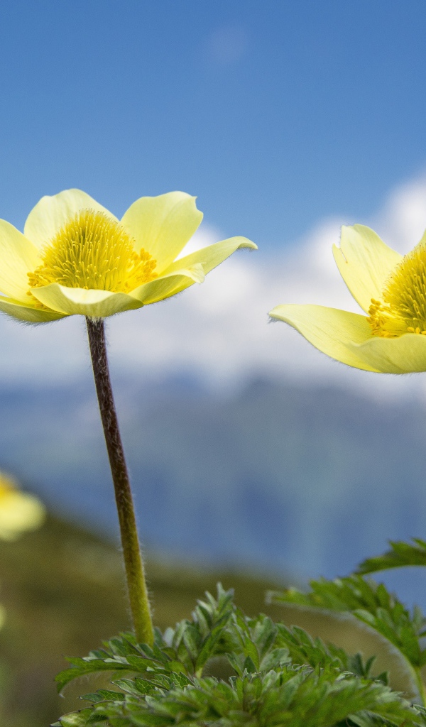 Два желтых цветка анемоны на поле крупным планом