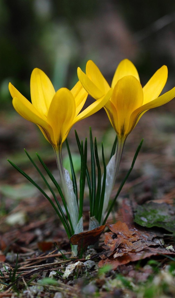 Два желтых цветка крокуса на холодной земле 