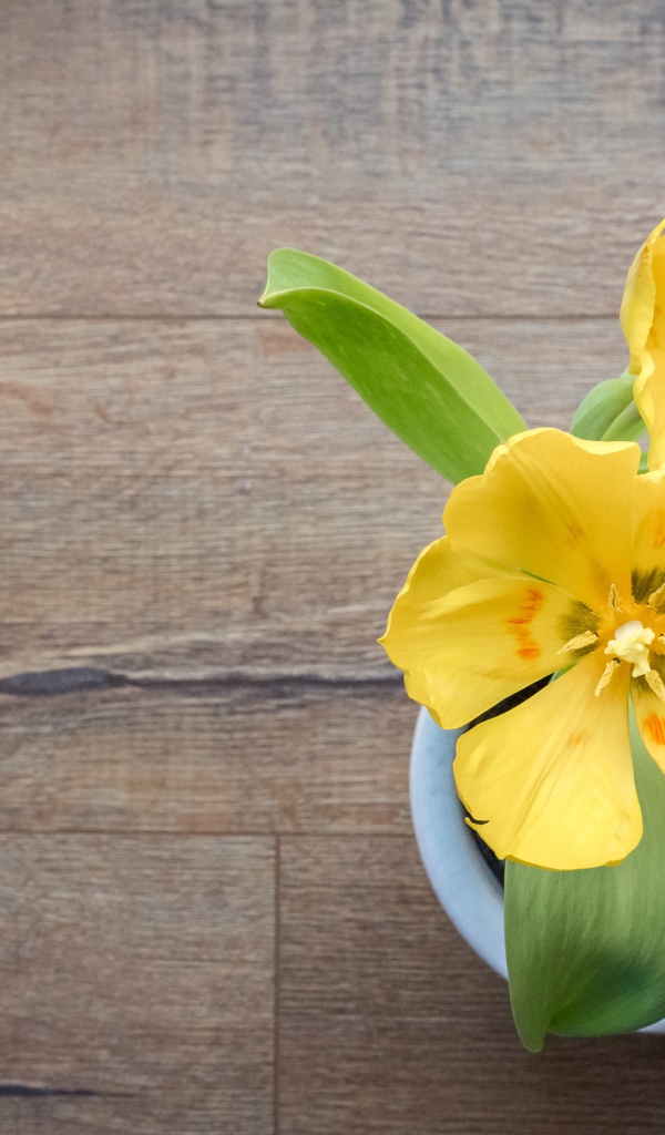 Два желтых тюльпана в вазе на деревянном столе 