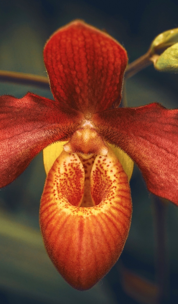 Необычная оранжевая орхидея с бутонами