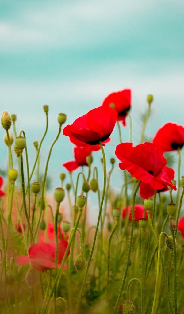 Пестрые красные маки на поле вечером