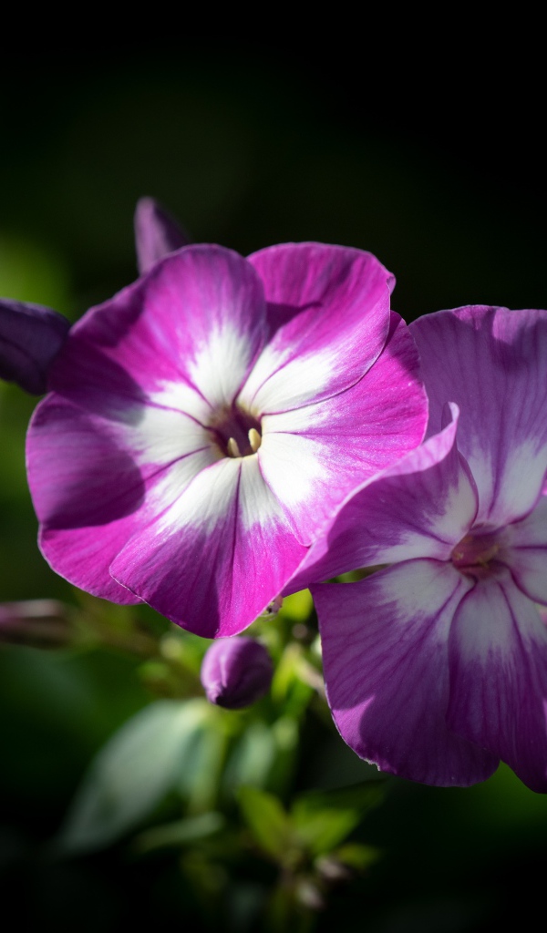 Фиолетовые цветы флоксы крупным планом