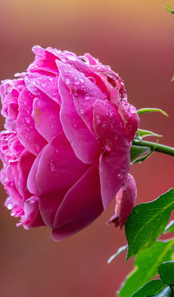 Мокрая розовая роза с бутоном крупным планом 