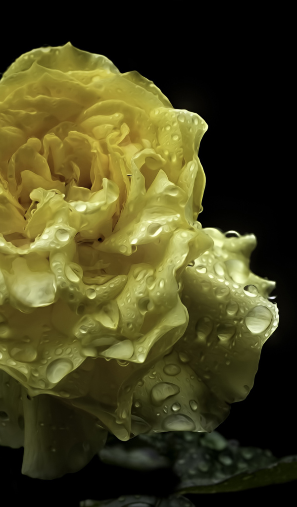 Мокрая желтая роза на черном фоне крупным планом