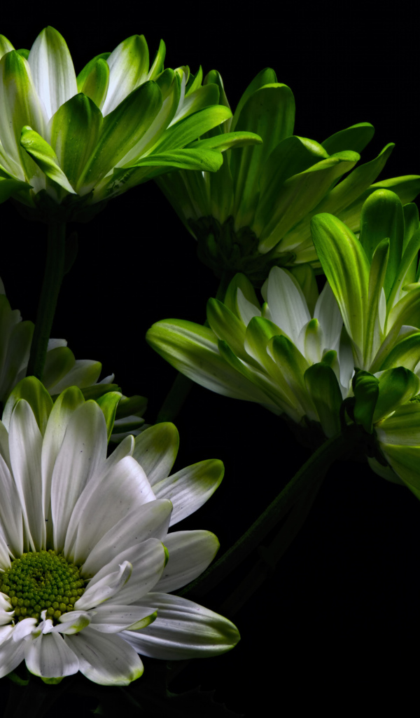 Бело-зеленые цветы хризантемы на черном фоне 