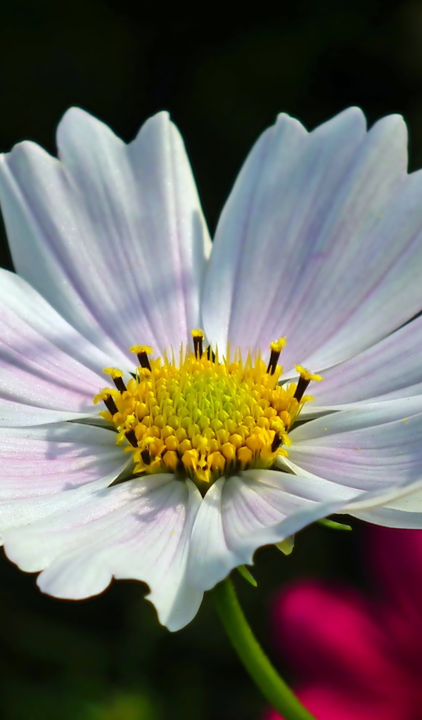 Белый цветок Космеи в лучах солнца