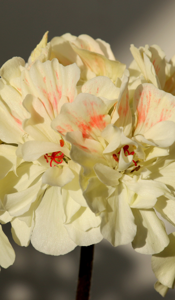 Белые цветы пеларгония крупным планом 
