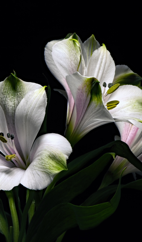 Белые цветы альстромерия с зелеными листьями на черном фоне