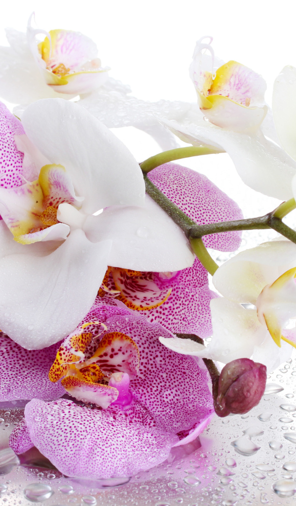 Белые и розовые цветы орхидеи на мокром белом фоне 