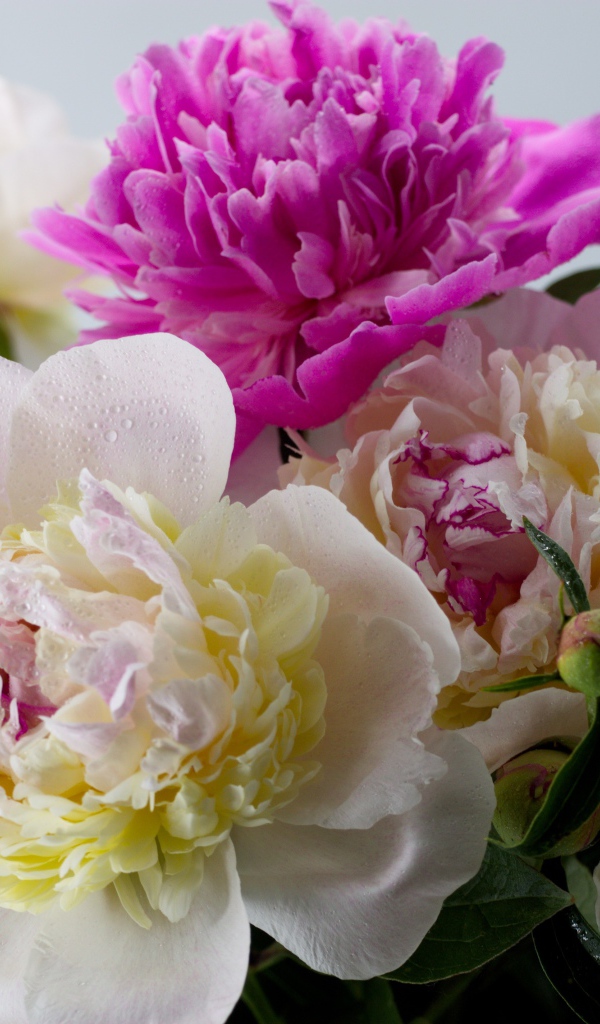 Белые и розовые цветы пиона крупным планом