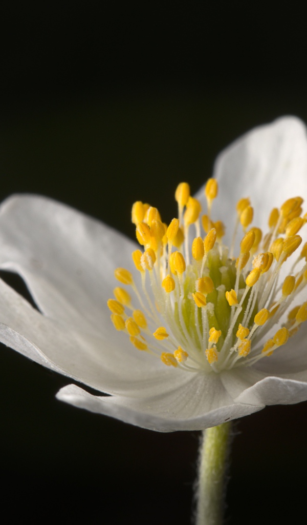 Белый цветок анемона на черном фоне 