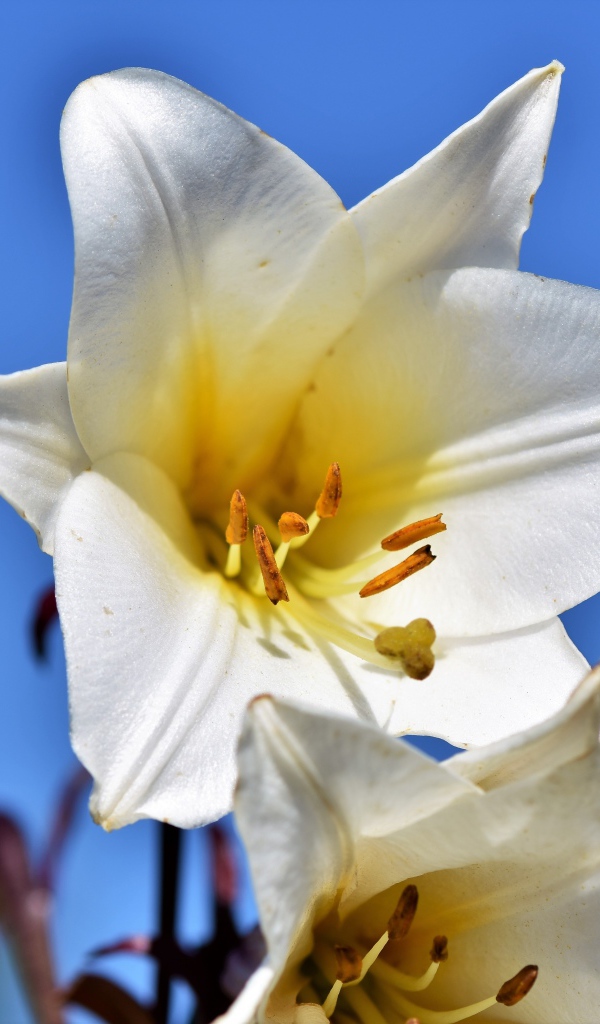Белый красивый цветок лилии на фоне голубого неба