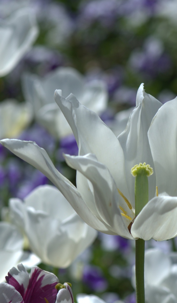 Белый распустившийся тюльпан в лучах солнца