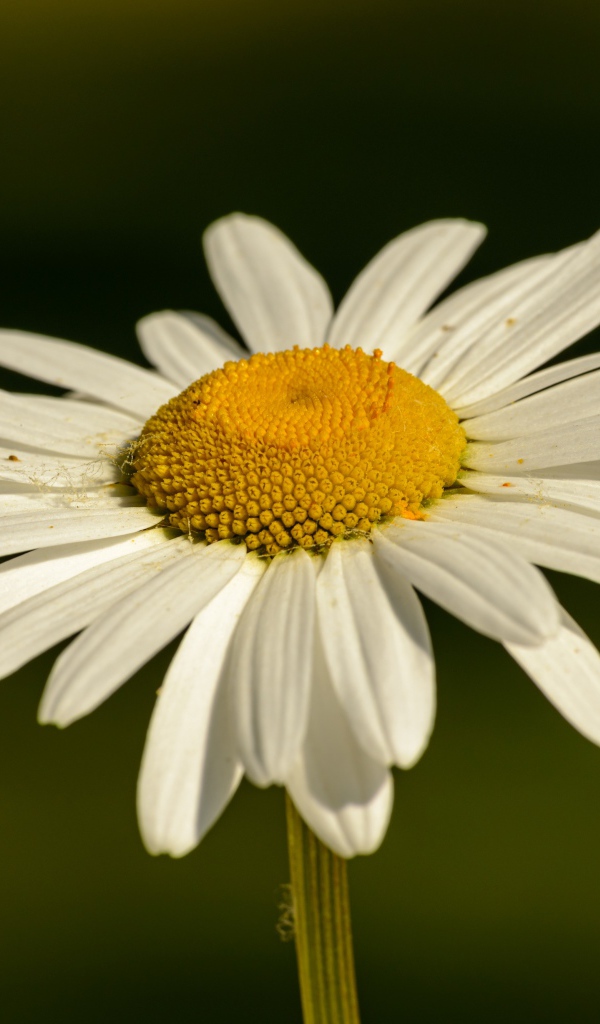 Белая ромашка с желтой серединкой в лучах солнца крупным планом