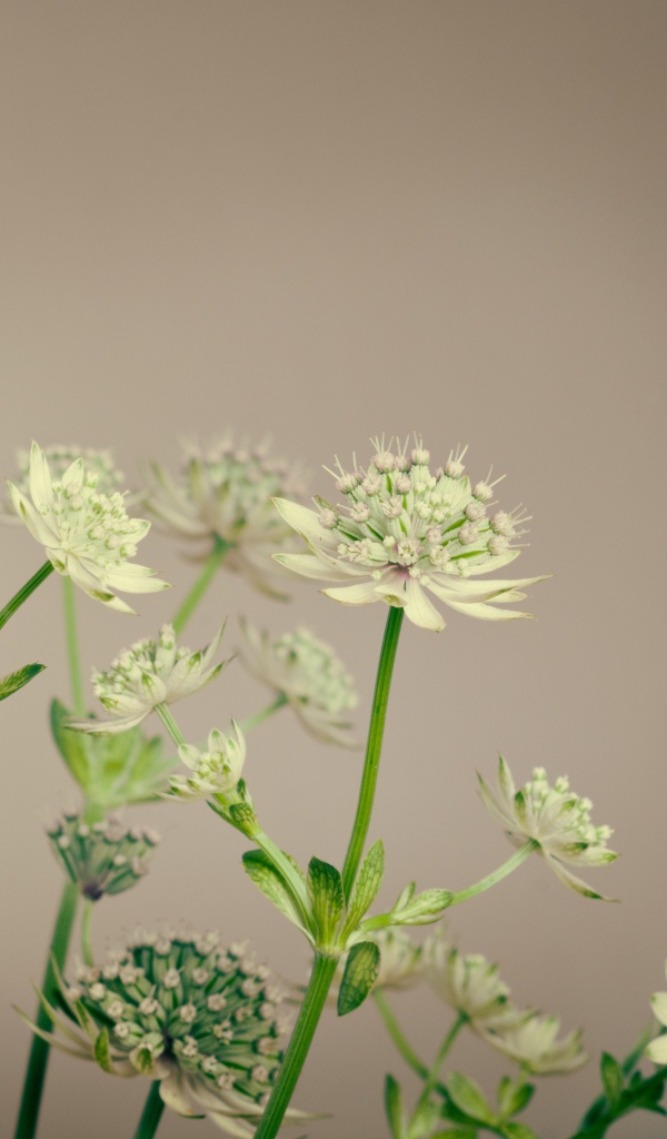 Белые цветы сельдерея на сером фоне