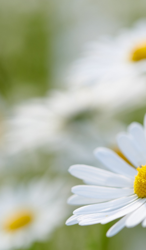 Белая ромашка на поле крупным планом