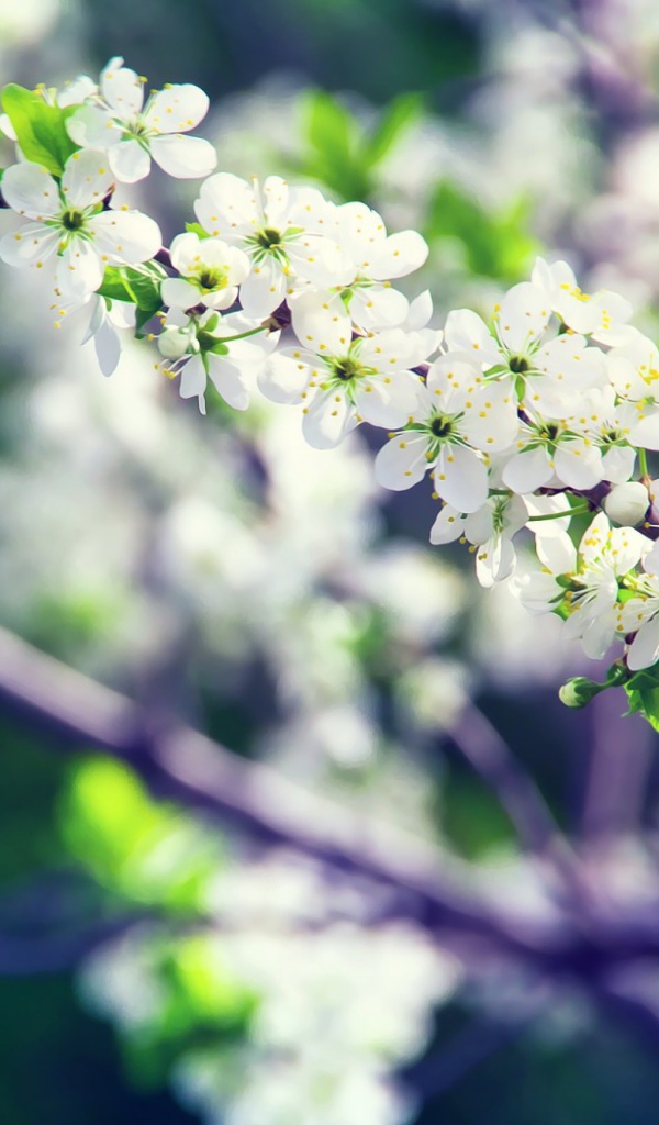 Белые цветы вишни на ветке крупным планом 