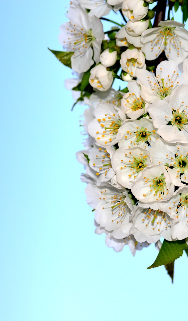 Белые цветы черешни с зелеными листьями на голубом фоне