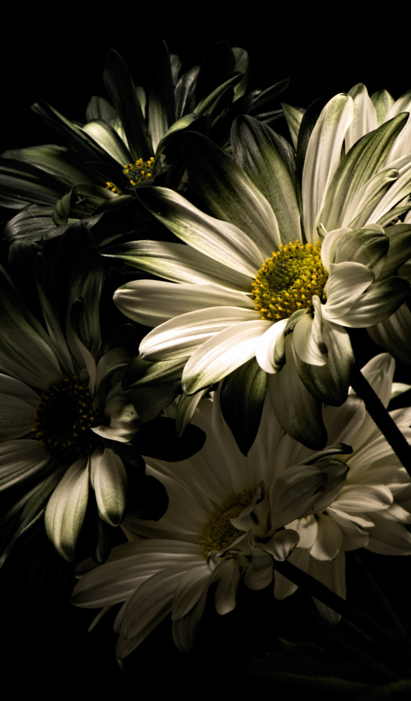 Белые цветы хризантемы на черном фоне