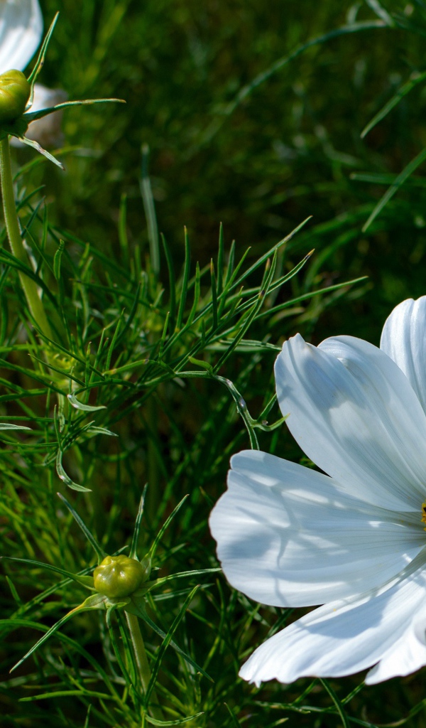 Белые цветы космея с бутонами в зеленых листьях 