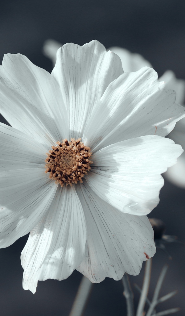 Белый цветок космеи с бутонами крупным планом 