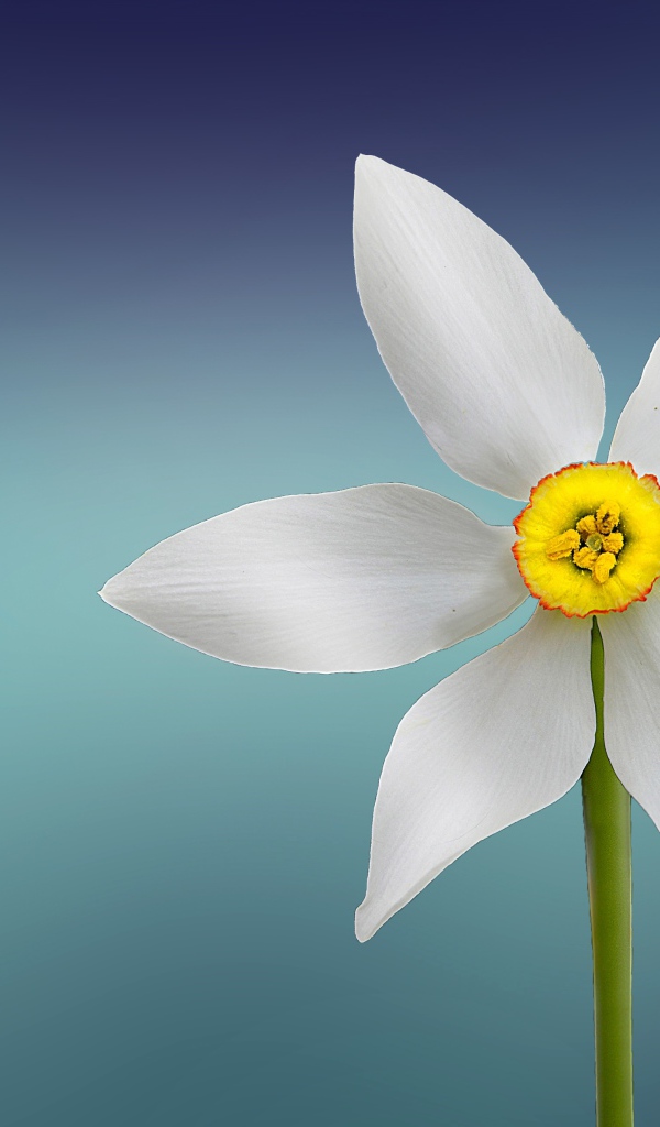 Белый нарцисс с желтой серединкой на голубом фоне